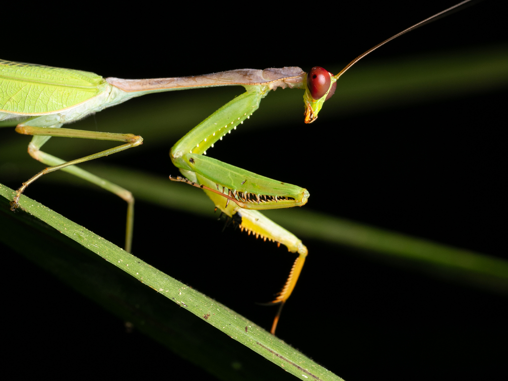 Hierodula everetti