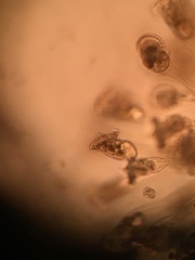 Conochilus hippocrepis