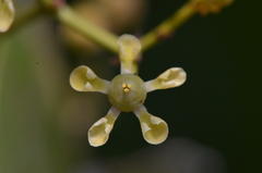 Loeseneriella arnottiana