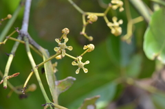 Loeseneriella arnottiana