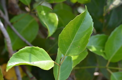 Loeseneriella arnottiana