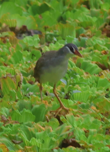 White-browed Crake (Poliolimnas cinereus), photo 6