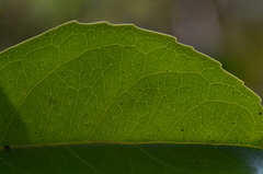 Loeseneriella arnottiana