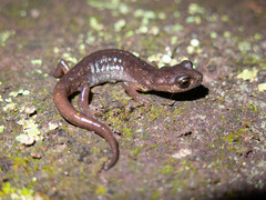 Imperial Cave Salamander photo 1