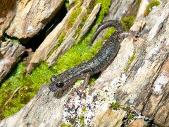 Gene's Cave Salamander photo 3