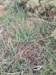 Euphorbia erinacea