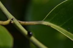 Loeseneriella arnottiana