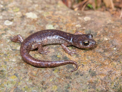 Gene's Cave Salamander photo 2