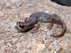 Gene's Cave Salamander photo 5