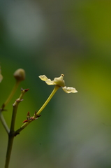 Loeseneriella arnottiana
