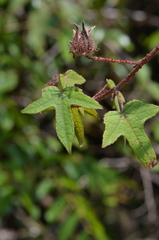 Hibiscus hispidissimus