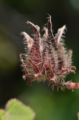 Hibiscus hispidissimus