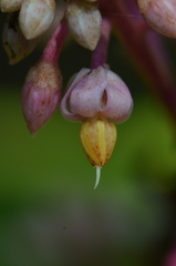 Ardisia missionis