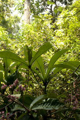 Ardisia missionis
