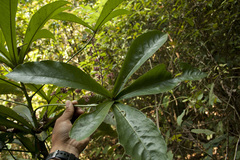 Ardisia missionis