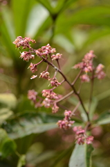 Ardisia missionis