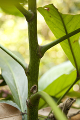 Ardisia missionis