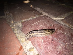 Limax maximus