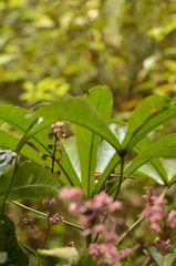 Ardisia missionis