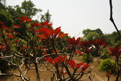 Terminalia bellirica