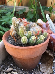 Lobivia silvestrii