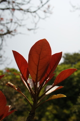 Terminalia bellirica