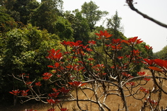 Terminalia bellirica