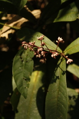 Ardisia missionis