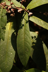 Ardisia missionis