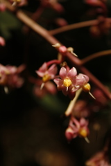 Ardisia missionis