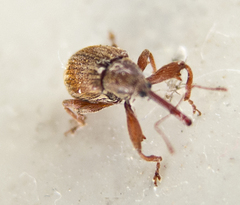 Anthonomus rectirostris