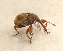 Anthonomus rectirostris