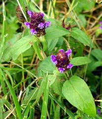 Prunella vulgaris