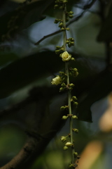 Paracroton pendulus zeylanicus