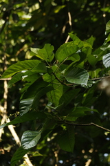 Paracroton pendulus zeylanicus