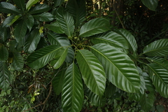 Paracroton pendulus zeylanicus