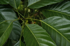 Paracroton pendulus zeylanicus