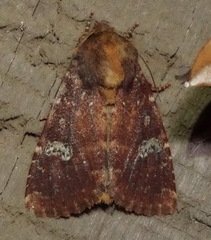 Sideridis congermana