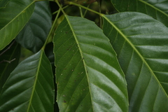 Paracroton pendulus zeylanicus