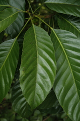 Paracroton pendulus zeylanicus