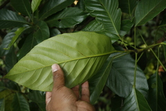 Paracroton pendulus zeylanicus