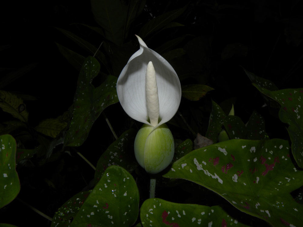 Caladium