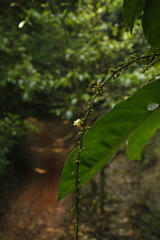 Paracroton pendulus zeylanicus