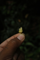 Paracroton pendulus zeylanicus