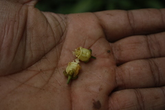 Paracroton pendulus zeylanicus