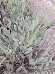 Centranthus longiflorus