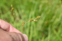 Carex tenera
