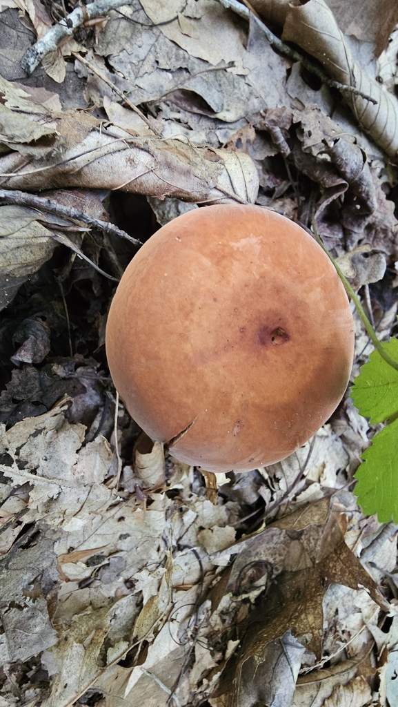 Lactifluus sp. 'volemus-IN07'