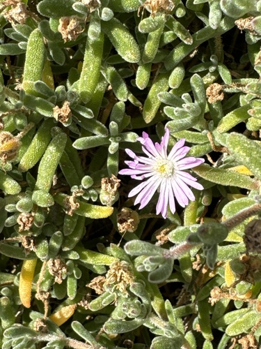 Drosanthemum floribundum