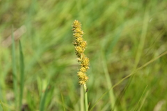 Carex annectens